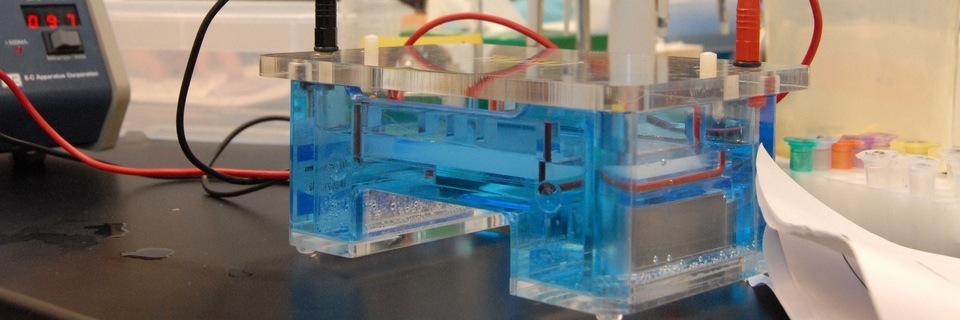 DNA electrophoresis is one skill students at the DNA Learning Center can learn and apply, using even their own DNA!